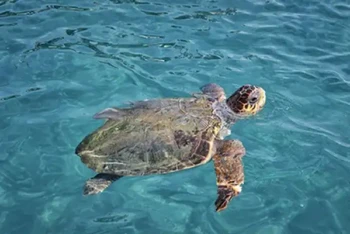 3. Zakynthos-tortues