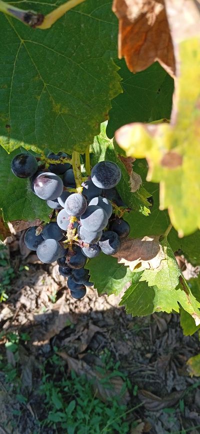 PHOTO 1 PORTO RAISIN