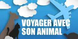 Si vous voyagez en avion avec votre animal de compagnie, il est nécessaire de préparer son voyage soigneusement...