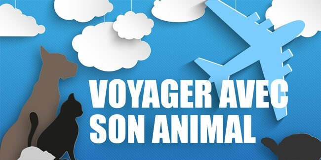 Si vous voyagez en avion avec votre animal de compagnie, il est nécessaire de préparer son voyage soigneusement...
